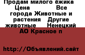 Продам милого ёжика › Цена ­ 10 000 - Все города Животные и растения » Другие животные   . Ненецкий АО,Красное п.